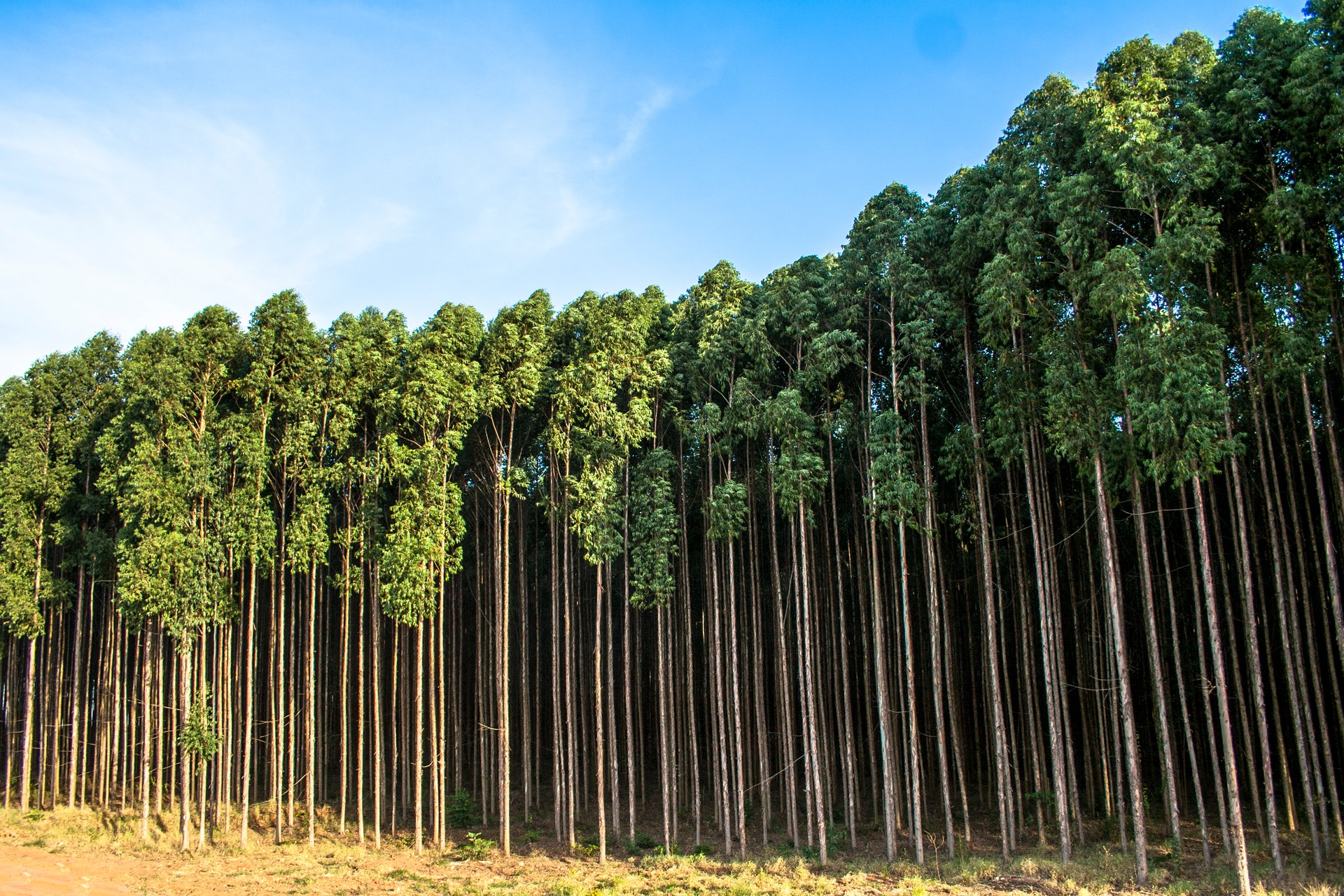 Forest of eucalyptus tree in Brazil