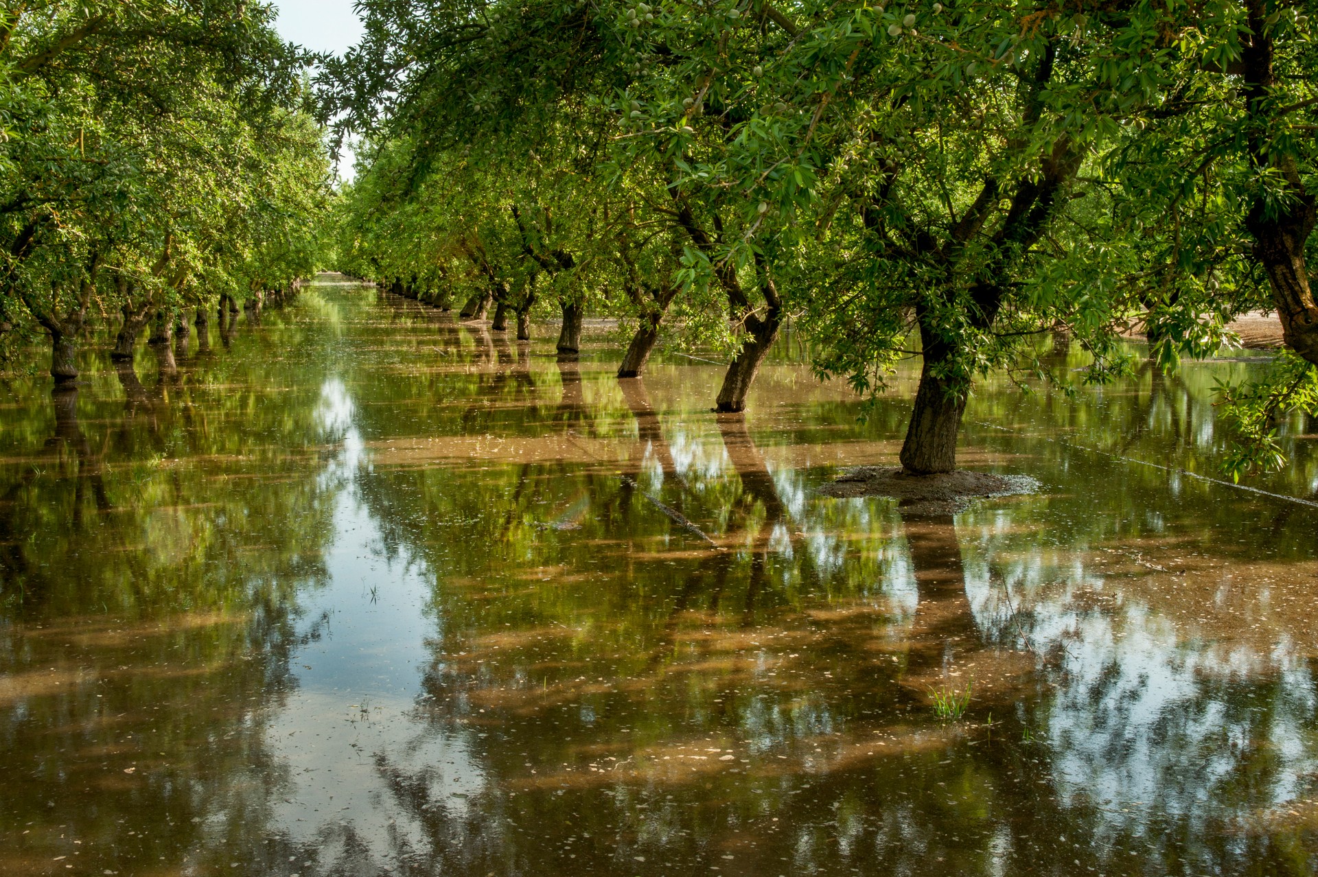 Flood Irrigation, Almond Orchard, Central Valley, California