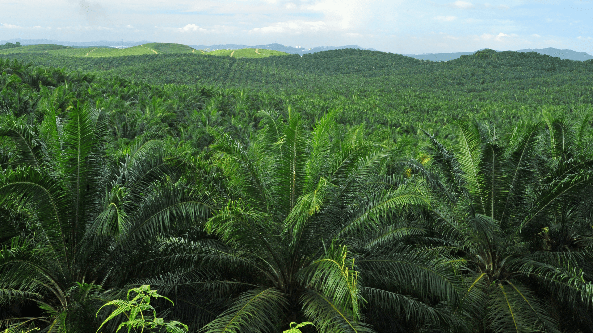 Organized plantations